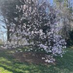 Star Magnolia 2