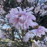 Star Magnolia 3