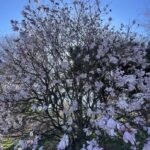 Star Magnolia 4
