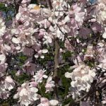 Star Magnolia 5