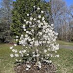 Star Magnolia 6