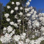Star Magnolia 7