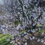 Star Magnolia 8
