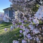 Star Magnolia 9
