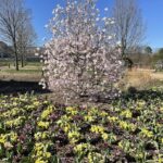 Star Magnolia, Tulips, and Pansies