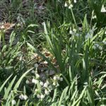 Summer Snowflake