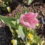 Tulip and Pansy