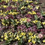 Tulips and Pansies