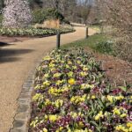 Tulips and Pansies 2