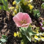 Tulips and Pansies 3