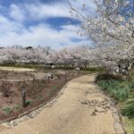 Cherry Blossoms 5