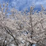 Cherry Blossoms 6