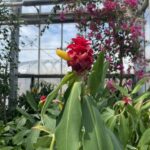 Conservatory at Lewis Ginter Botanical Garden