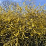 Forsythia