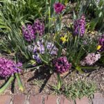 Hyacinth, Pansies, and Daffodils
