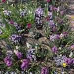 Hyacinth, Pansies, and Daffodils 2