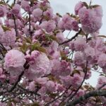Japanese Cherry Blossoms in Hanover, Virginia 2
