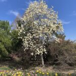 Lewis Ginter Botanical Garden 18