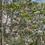 Lewis Ginter Botanical Garden 20