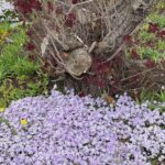 Lewis Ginter Botanical Garden 21