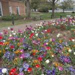 Lewis Ginter Botanical Garden 26