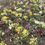 Lewis Ginter Botanical Garden 28