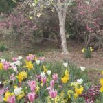 Lewis Ginter Botanical Garden 31