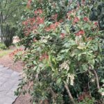 Lewis Ginter Botanical Garden 32