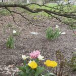 Lewis Ginter Botanical Garden 40