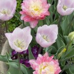 Lewis Ginter Botanical Garden 41