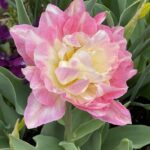 Lewis Ginter Botanical Garden 42