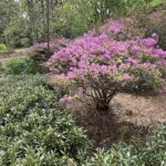Lewis Ginter Botanical Garden 45