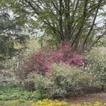 Lewis Ginter Botanical Garden 46