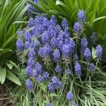 Lewis Ginter Botanical Garden 50