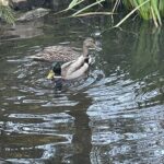 Mallard Ducks at Lewis Ginter Botanical Garden