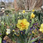 Narcissus and Pansies