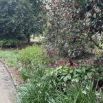 Path at Lewis Ginter Botanical Garden 19