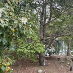 Path at Lewis Ginter Botanical Garden 20