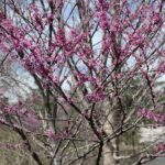 Redbud Tree
