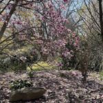 Saucer Magnolia 5