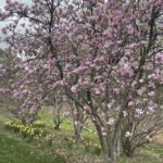 Saucer Magnolia 7
