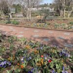 Tulips and Pansies 3