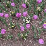 Tulips and Pansies 4