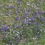 Violets in Hanover, Virginia